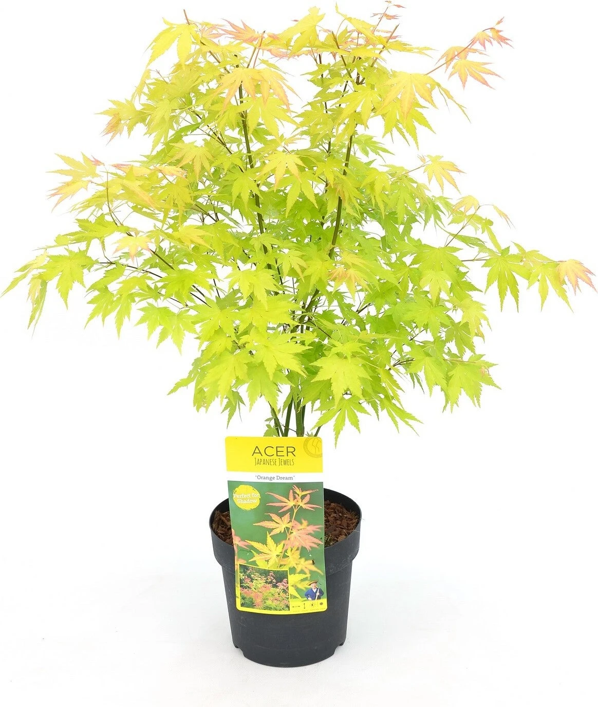 Japanse Esdoorn (Acer Palmatum 'Orange Dream') D 19 H 40 Cm 3 Japanse Esdoorn (Acer Palmatum 'Orange Dream') D 19 H 40 Cm