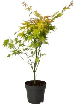 Japanse Esdoorn (Acer Palmatum 'Orange Dream') D 19 H 40 Cm 6 Japanse Esdoorn (Acer Palmatum 'Orange Dream') D 19 H 40 Cm -Talen Tools Winkel 8718182410594 1