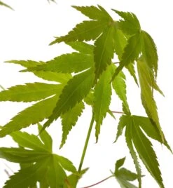 Japanse Esdoorn (Acer Palmatum 'Orange Dream') D 19 H 40 Cm 7 Japanse Esdoorn (Acer Palmatum 'Orange Dream') D 19 H 40 Cm -Talen Tools Winkel 8718182410594 2