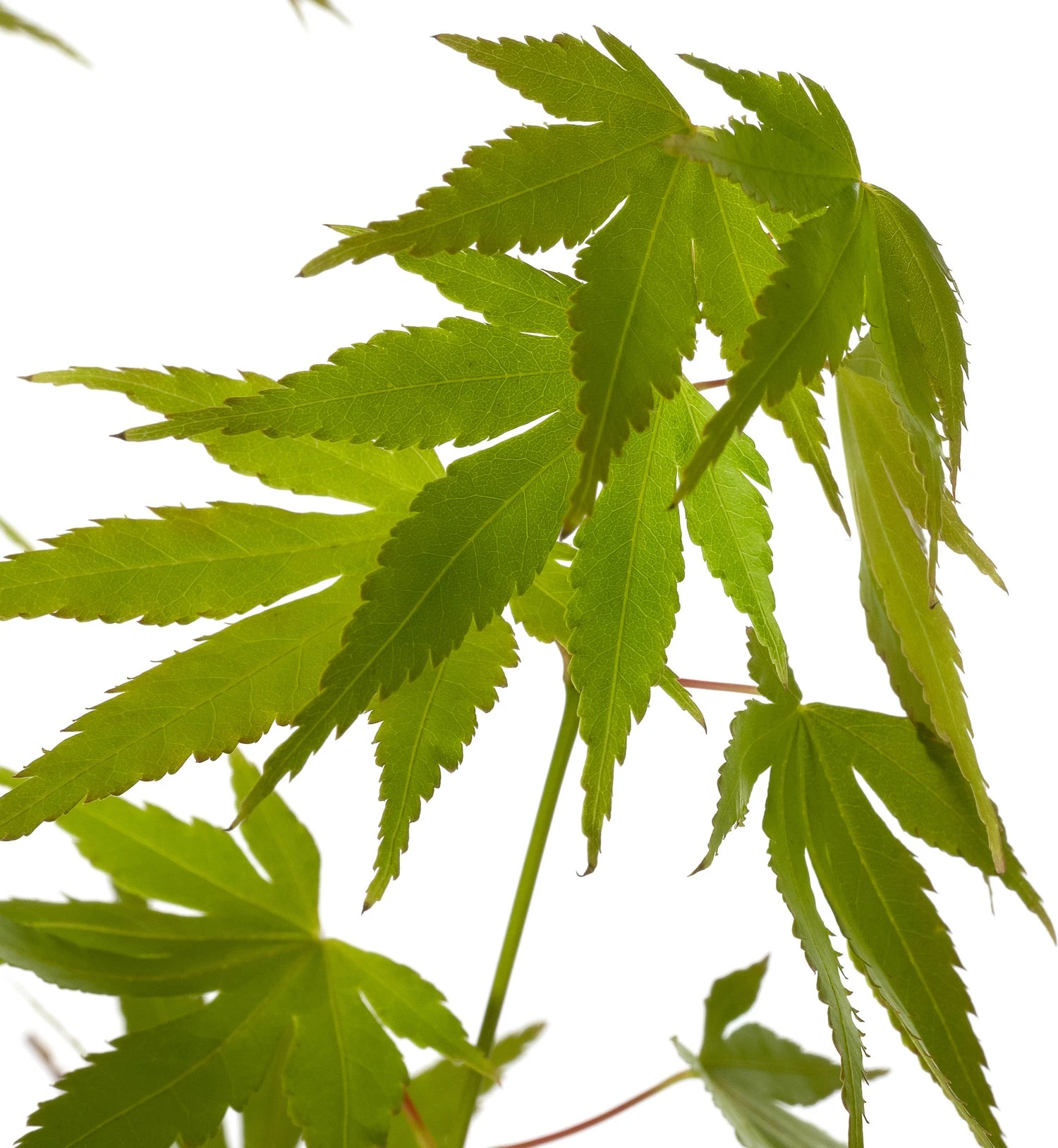 Japanse Esdoorn (Acer Palmatum 'Orange Dream') D 19 H 40 Cm 5 Japanse Esdoorn (Acer Palmatum 'Orange Dream') D 19 H 40 Cm - Afbeelding 3