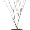 Japanse Esdoorn (Acer Palmatum 'Redwine') D 19 H 45 Cm -Talen Tools Winkel 8718182410662 0 1