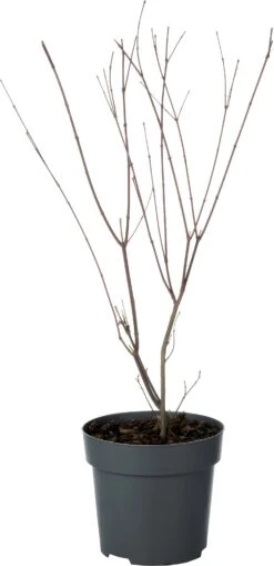 Japanse Esdoorn (Acer Palmatum 'Redwine') D 19 H 45 Cm