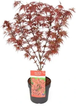 Japanse Esdoorn (Acer Palmatum 'Shaina') D 19 H 40 Cm