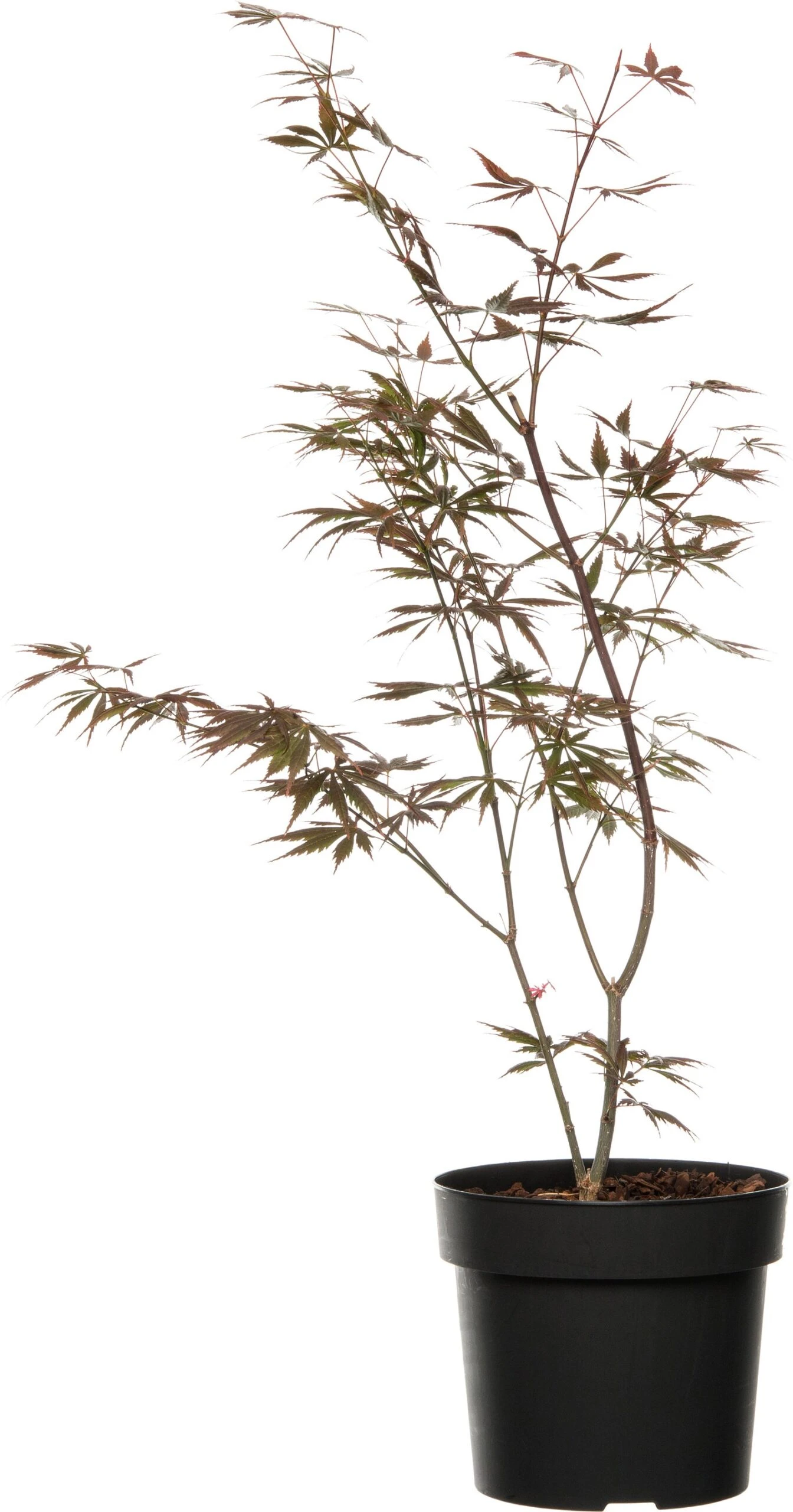 Japanse Esdoorn (Acer Palmatum 'Trompenburg') D 19 H 40 Cm 3 Japanse Esdoorn (Acer Palmatum 'Trompenburg') D 19 H 40 Cm