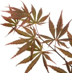 Japanse Esdoorn (Acer Palmatum 'Trompenburg') D 19 H 40 Cm 5 Japanse Esdoorn (Acer Palmatum 'Trompenburg') D 19 H 40 Cm -Talen Tools Winkel 8718182410754 2