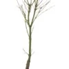 Japanse Esdoorn (Acer Palmatum 'Wilson's Pink Dwarf') D 19 H 45 Cm -Talen Tools Winkel 8718182410778 0 1