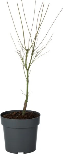 Japanse Esdoorn (Acer Palmatum 'Wilson's Pink Dwarf') D 19 H 45 Cm