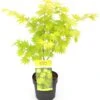 Japanse Esdoorn (Acer Shirasawanum 'Jordan') D 19 H 40 Cm 1 Japanse Esdoorn (Acer Shirasawanum 'Jordan') D 19 H 40 Cm -Talen Tools Winkel 8718182410822 1
