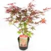 Japanse Esdoorn (Acer Palmatum 'Atropurpureum') D 23 H 25 Cm 1 Japanse Esdoorn (Acer Palmatum 'Atropurpureum') D 23 H 25 Cm -Talen Tools Winkel 8718182411935 1