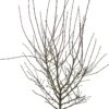 Japanse Esdoorn (Acer Palmatum 'Shaina') D 34 H 120 Cm 2 Japanse Esdoorn (Acer Palmatum 'Shaina') D 34 H 120 Cm -Talen Tools Winkel 8718182413021 0 1