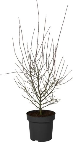 Japanse Esdoorn (Acer Palmatum 'Shaina') D 34 H 120 Cm