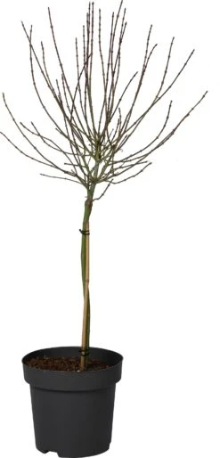 Japanse Esdoorn (Acer Palmatum 'Shaina') D 34 H 90 Cm