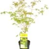 Japanse Esdoorn (Acer Palmatum 'Bi Hoo') D 19 H 40 Cm