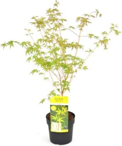 Japanse Esdoorn (Acer Palmatum 'Bi Hoo') D 19 H 40 Cm