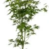 Japanse Esdoorn (Acer Palmatum 'Going Green') D 19 H 45 Cm 2 Japanse Esdoorn (Acer Palmatum 'Going Green') D 19 H 45 Cm -Talen Tools Winkel 8718182414226 2