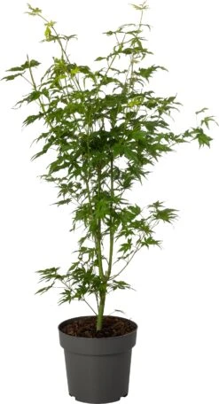 Japanse Esdoorn (Acer Palmatum 'Going Green') D 19 H 45 Cm