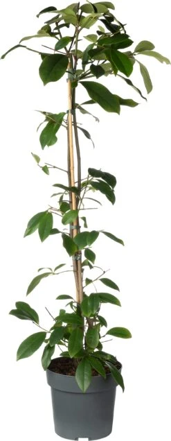 Bananenstruik (Magnolia 'Fairy Magnolia Blush'®) D 19 H 60 Cm