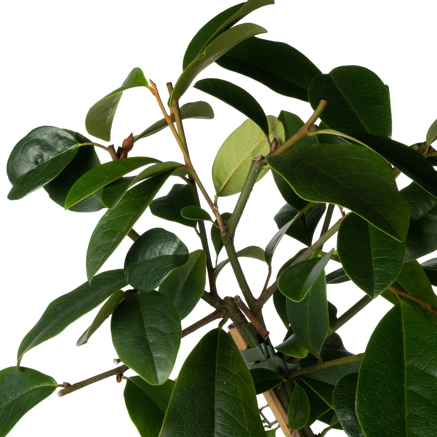 Bananenstruik (Magnolia 'Fairy Magnolia Blush'®) D 19 H 60 Cm 4 Bananenstruik (Magnolia 'Fairy Magnolia Blush'®) D 19 H 60 Cm - Afbeelding 2