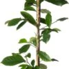 Bananenstruik (Magnolia 'Fairy Magnolia Cream'®) D 19 H 60 Cm