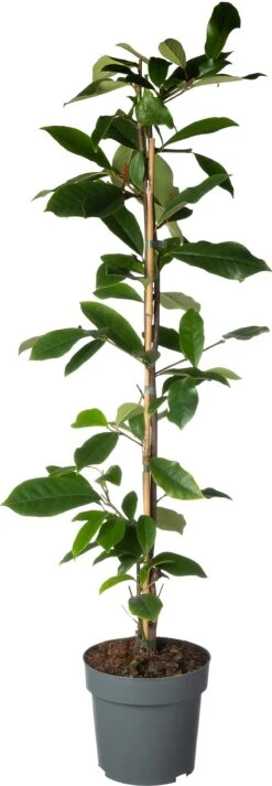 Bananenstruik (Magnolia 'Fairy Magnolia Cream'®) D 19 H 60 Cm