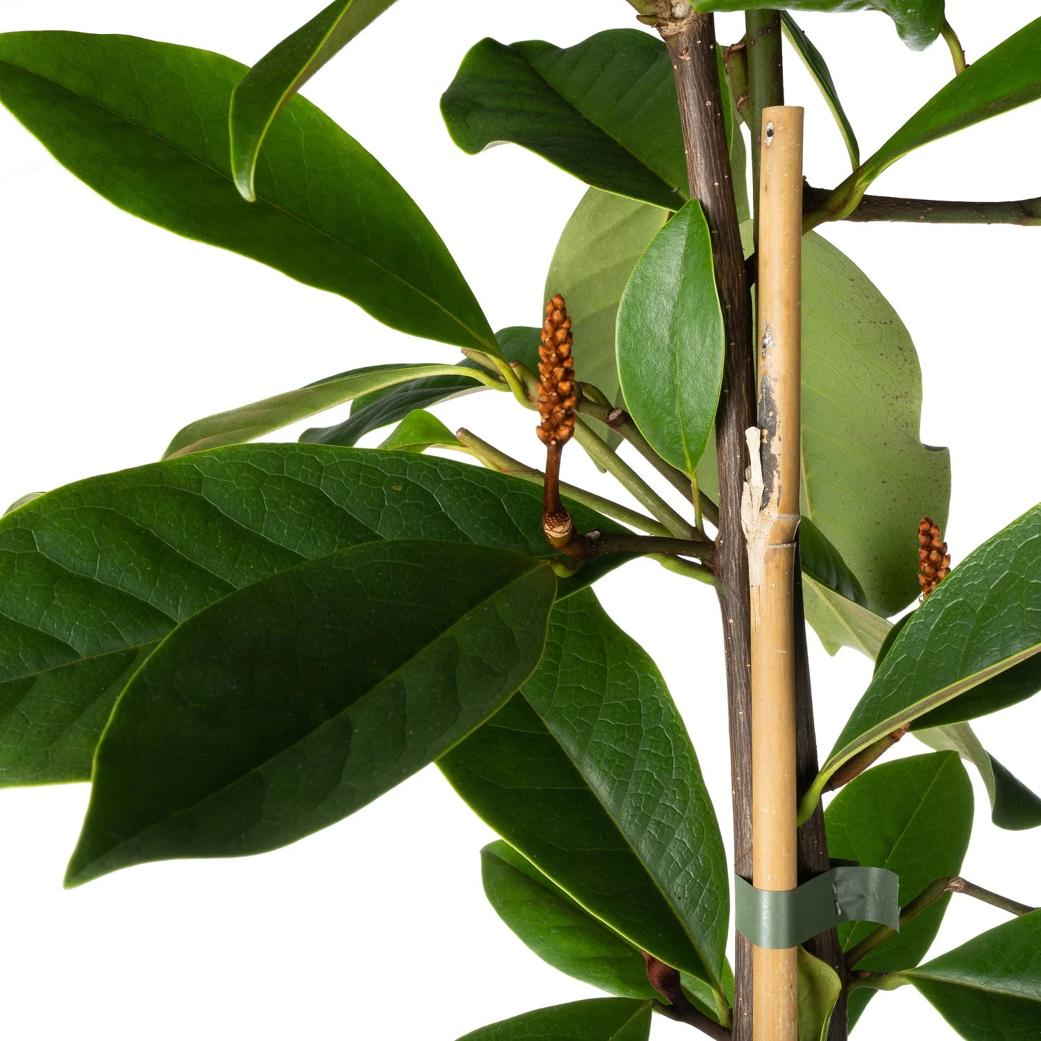 Bananenstruik (Magnolia 'Fairy Magnolia Cream'®) D 19 H 60 Cm 4 Bananenstruik (Magnolia 'Fairy Magnolia Cream'®) D 19 H 60 Cm - Afbeelding 2