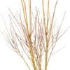 Japanse Esdoorn (Acer Palmatum 'Bi Hoo') D 34 H 120 Cm 1 Japanse Esdoorn (Acer Palmatum 'Bi Hoo') D 34 H 120 Cm -Talen Tools Winkel 8718182415681 0 1
