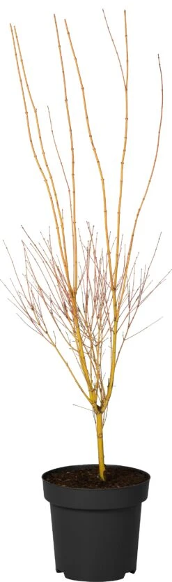 Japanse Esdoorn (Acer Palmatum 'Bi Hoo') D 34 H 120 Cm