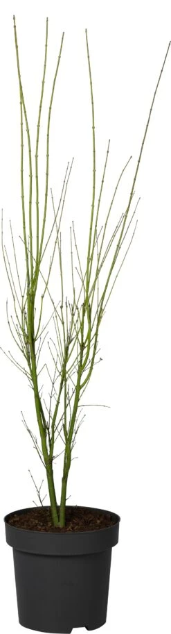 Japanse Esdoorn (Acer Palmatum 'Going Green') D 34 H 120 Cm