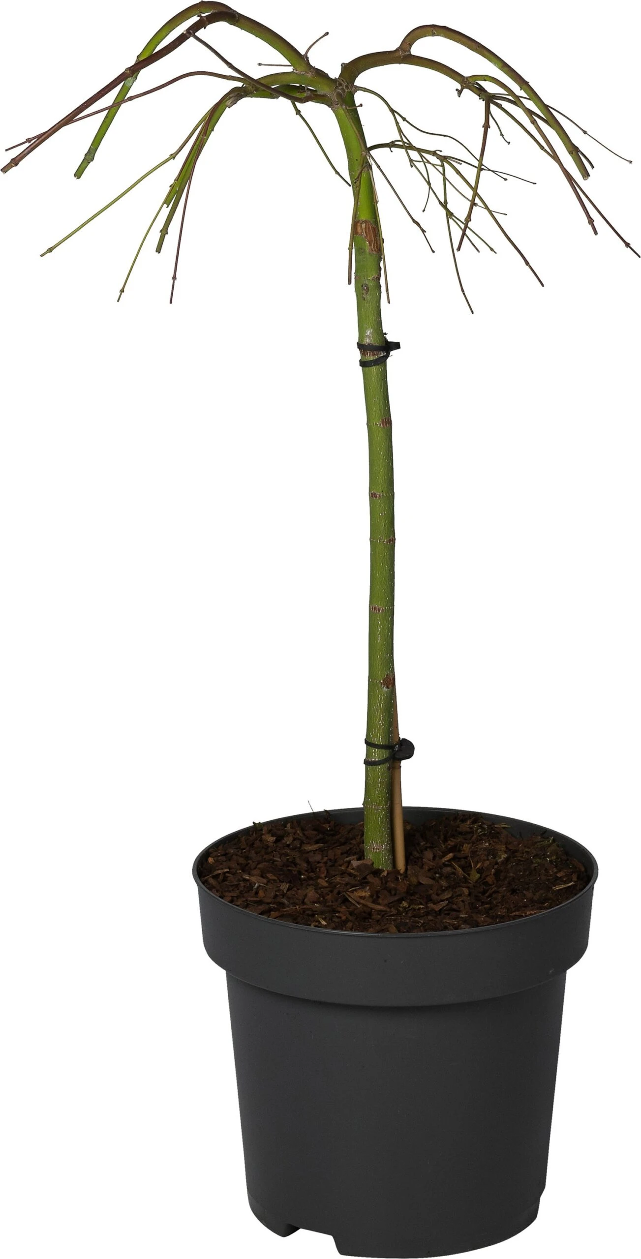 Japanse Esdoorn (Acer Palmatum 'Ryusen') D 34 H 90 Cm 3 Japanse Esdoorn (Acer Palmatum 'Ryusen') D 34 H 90 Cm