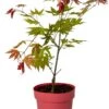 Japanse Esdoorn (Acer Shirasawanum 'Moonrise') D 19 H 45 Cm 2 Japanse Esdoorn (Acer Shirasawanum 'Moonrise') D 19 H 45 Cm -Talen Tools Winkel 8718182416312