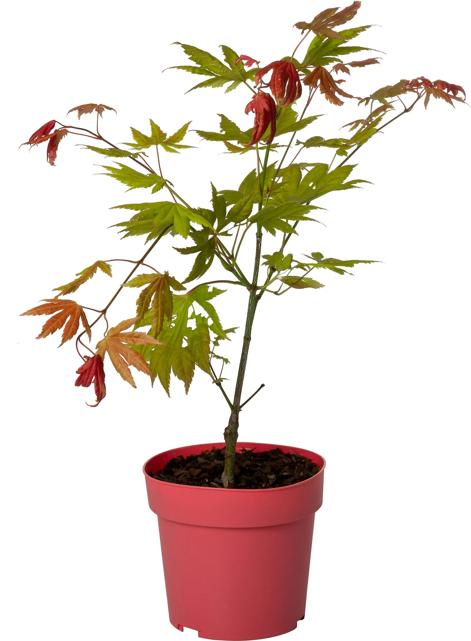 Japanse Esdoorn (Acer Shirasawanum 'Moonrise') D 19 H 45 Cm 3 Japanse Esdoorn (Acer Shirasawanum 'Moonrise') D 19 H 45 Cm