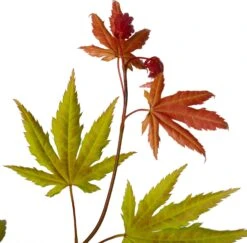 Japanse Esdoorn (Acer Shirasawanum 'Moonrise') D 19 H 45 Cm 5 Japanse Esdoorn (Acer Shirasawanum 'Moonrise') D 19 H 45 Cm -Talen Tools Winkel 8718182416312 2