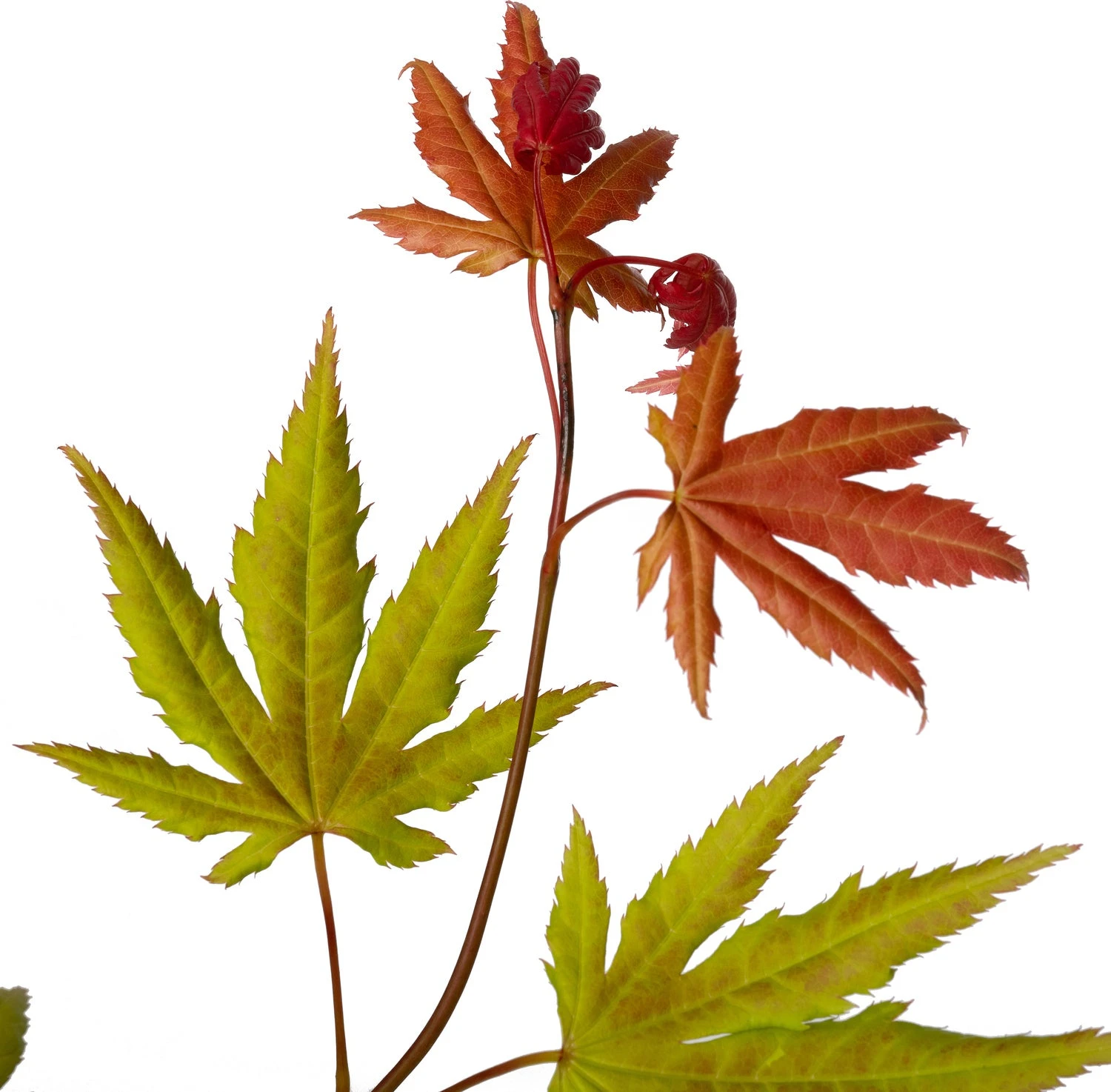 Japanse Esdoorn (Acer Shirasawanum 'Moonrise') D 19 H 45 Cm 4 Japanse Esdoorn (Acer Shirasawanum 'Moonrise') D 19 H 45 Cm - Afbeelding 2