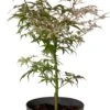 Japanse Esdoorn (Acer Palmatum 'Ukigumo') D 19 H 45 Cm 2 Japanse Esdoorn (Acer Palmatum 'Ukigumo') D 19 H 45 Cm -Talen Tools Winkel 8718182417449