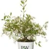 Bruidsbloem (Deutzia 'Yuki Snowflake') D 19 H 25 Cm -Talen Tools Winkel 8718182417791