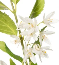 Bruidsbloem (Deutzia 'Yuki Snowflake') D 19 H 25 Cm -Talen Tools Winkel 8718182417791 2