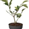 Bananenstruik (Magnolia 'Fairy Magnolia Blush'®) D 13 H 20 Cm