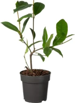 Bananenstruik (Magnolia 'Fairy Magnolia Cream'®) D 13 H 20 Cm
