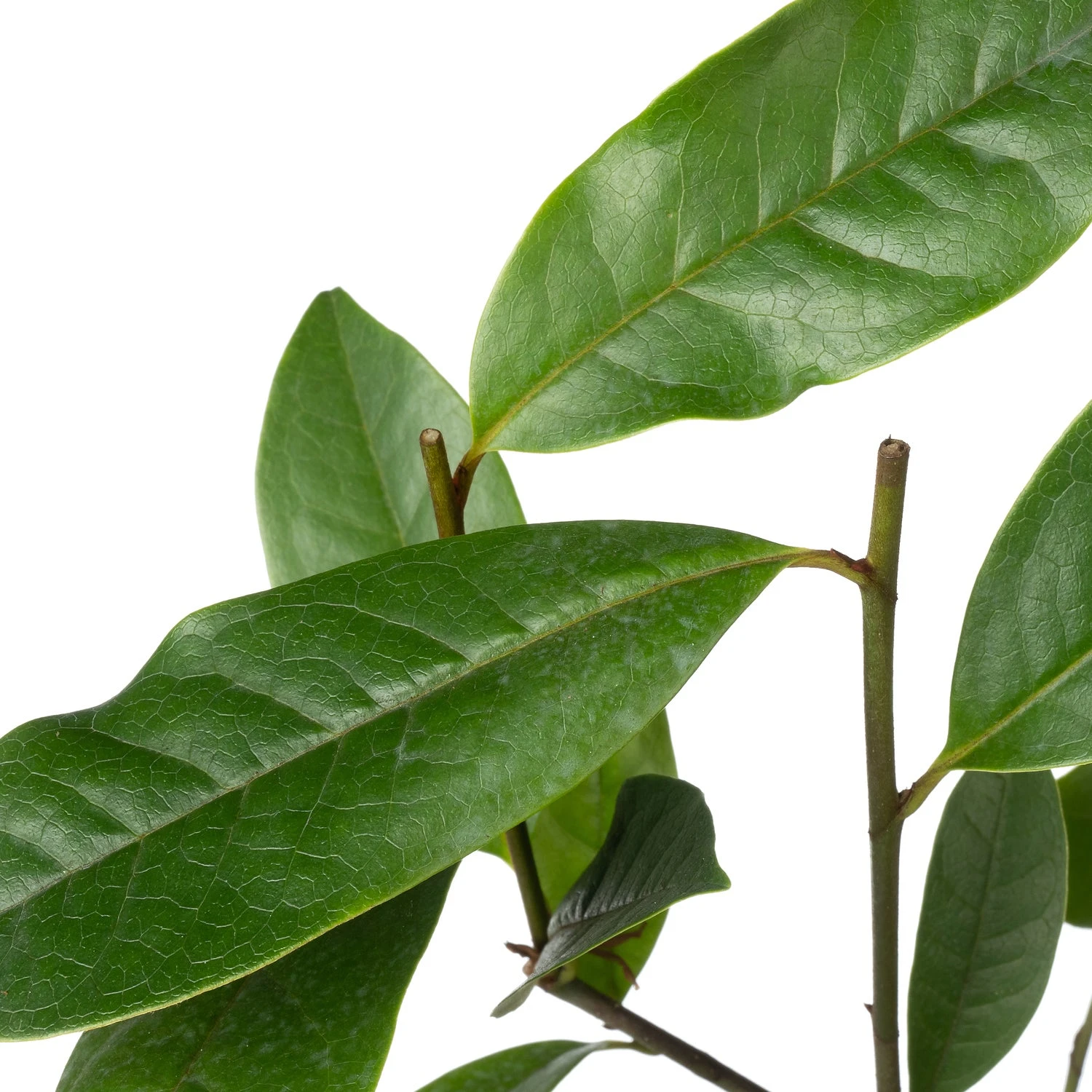 Bananenstruik (Magnolia 'Fairy Magnolia Cream'®) D 13 H 20 Cm 4 Bananenstruik (Magnolia 'Fairy Magnolia Cream'®) D 13 H 20 Cm - Afbeelding 2