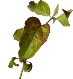 Rode Kornoelje (Cornus Sanguinea) D 19 H 30 Cm 6 Rode Kornoelje (Cornus Sanguinea) D 19 H 30 Cm -Talen Tools Winkel 8718182418583