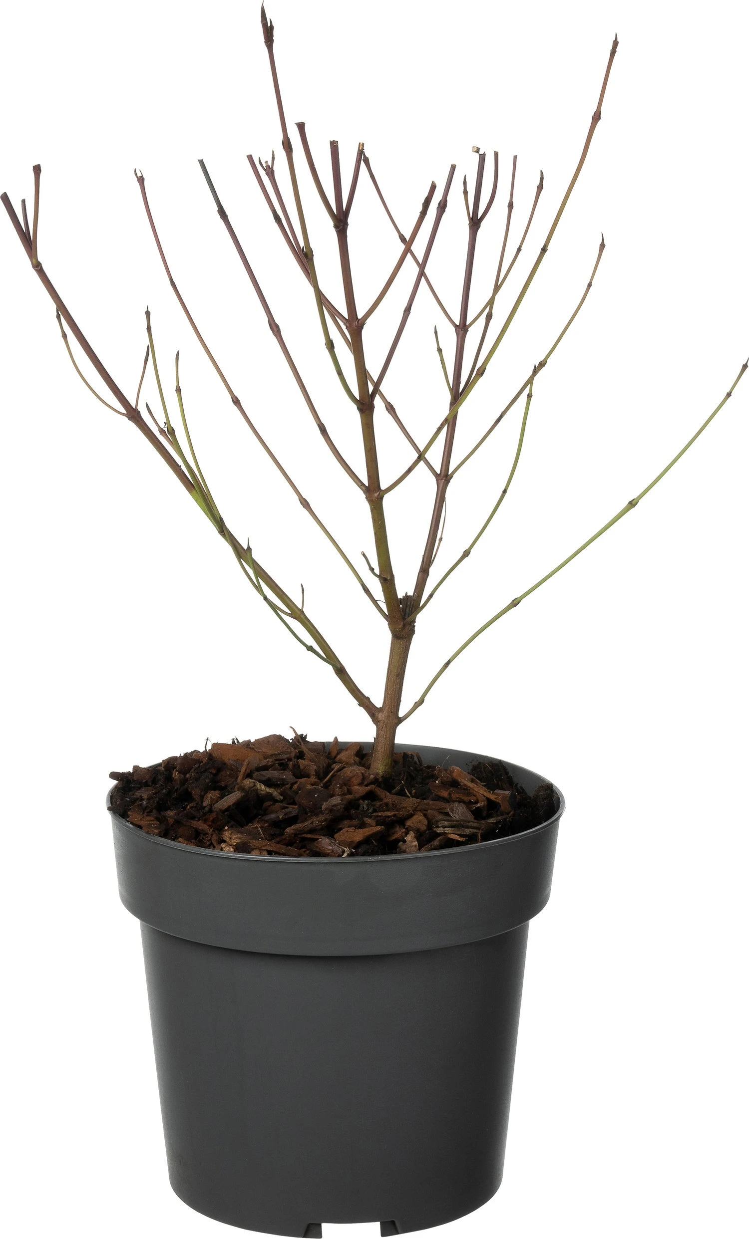 Rode Kornoelje (Cornus Sanguinea) D 19 H 30 Cm 5 Rode Kornoelje (Cornus Sanguinea) D 19 H 30 Cm - Afbeelding 3