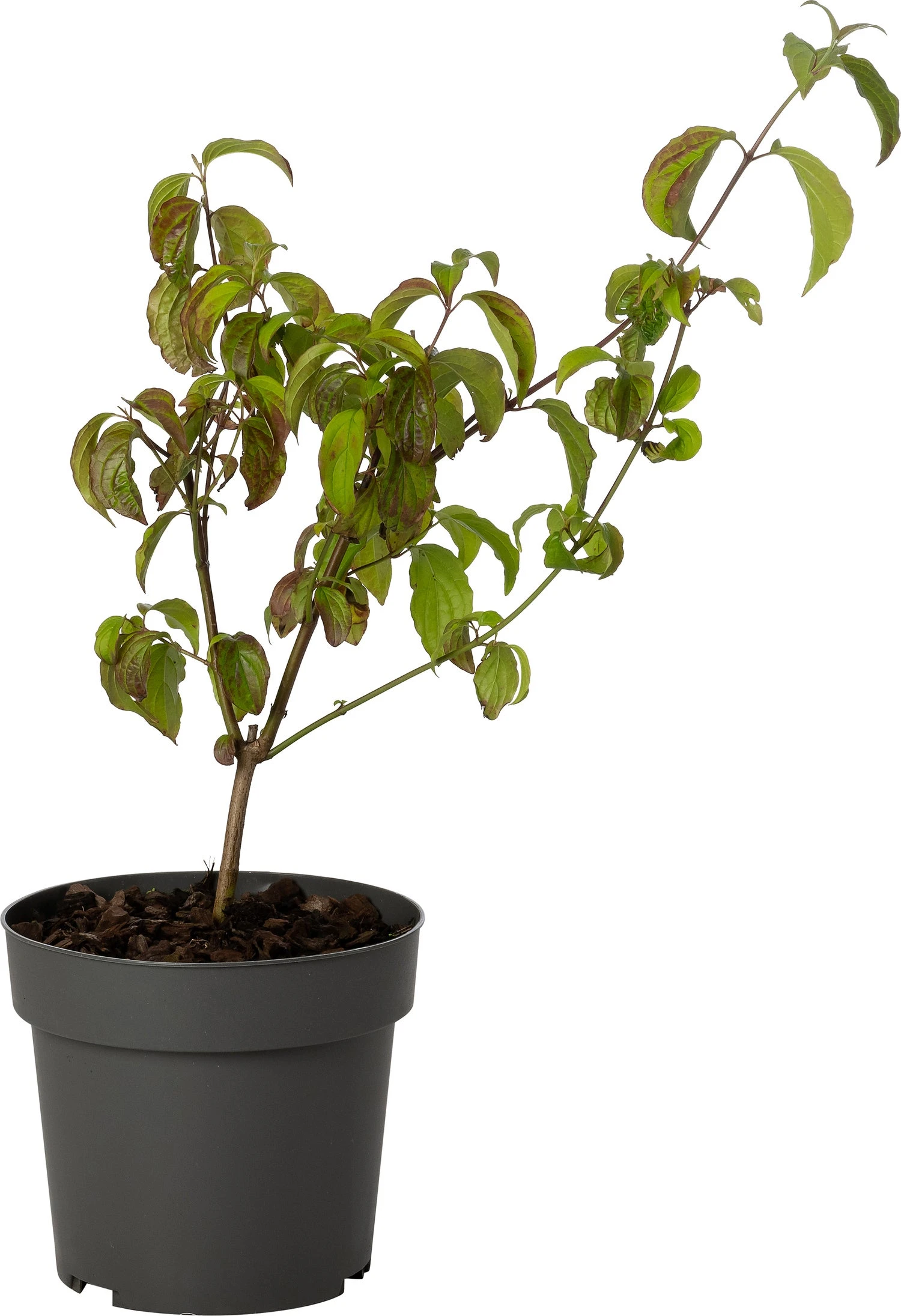 Rode Kornoelje (Cornus Sanguinea) D 19 H 30 Cm 3 Rode Kornoelje (Cornus Sanguinea) D 19 H 30 Cm