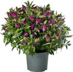 Struikveronica (Hebe Hebedonna 'Nikka') D 23 H 45 Cm