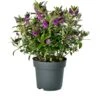 Struikveronica (Hebe Hebedonna 'Emma') D 23 H 45 Cm 2 Struikveronica (Hebe Hebedonna 'Emma') D 23 H 45 Cm -Talen Tools Winkel 8718325002266 1