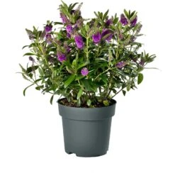 Struikveronica (Hebe Hebedonna 'Emma') D 23 H 45 Cm