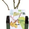 Kiwi (Actinidia Deliciosa 'Jenny') D 19 H 50 Cm -Talen Tools Winkel 8719474810269 1