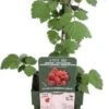 Japanse Wijnbes (Rubus Phoenicolasius) D 19 H 50 Cm -Talen Tools Winkel 8719474810542 1