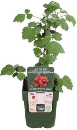 Japanse Wijnbes (Rubus Phoenicolasius) D 19 H 50 Cm