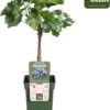 Biologische Blauwe Druif (Vitis 'Muscat Blue') D 19 H 50 Cm -Talen Tools Winkel 8719474810689 0 1
