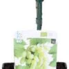 Witte Druif (Vitis 'Phoenix') D 19 H 50 Cm -Talen Tools Winkel 8719474810733 1
